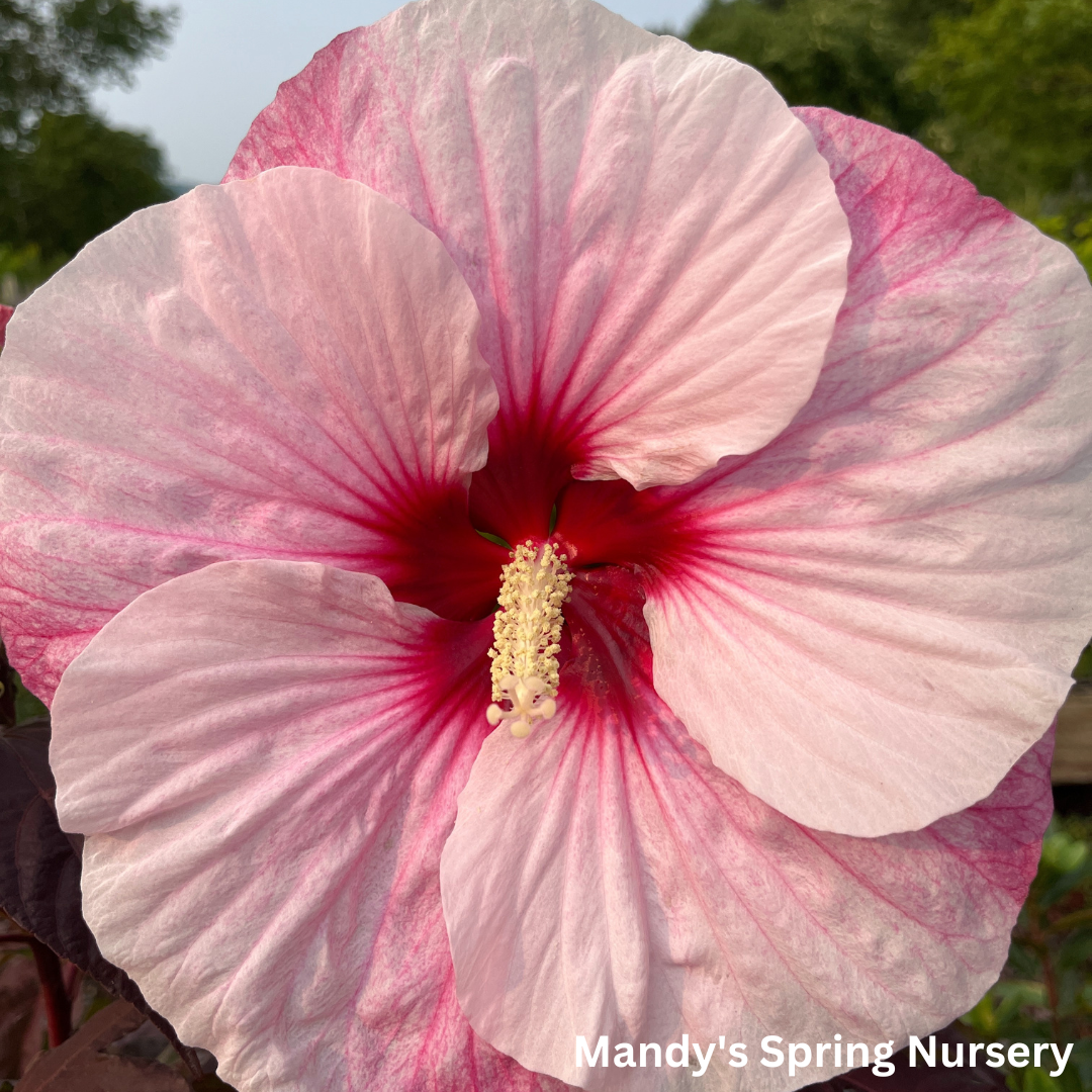 'Perfect Storm' Hibiscus | Rose Mallow