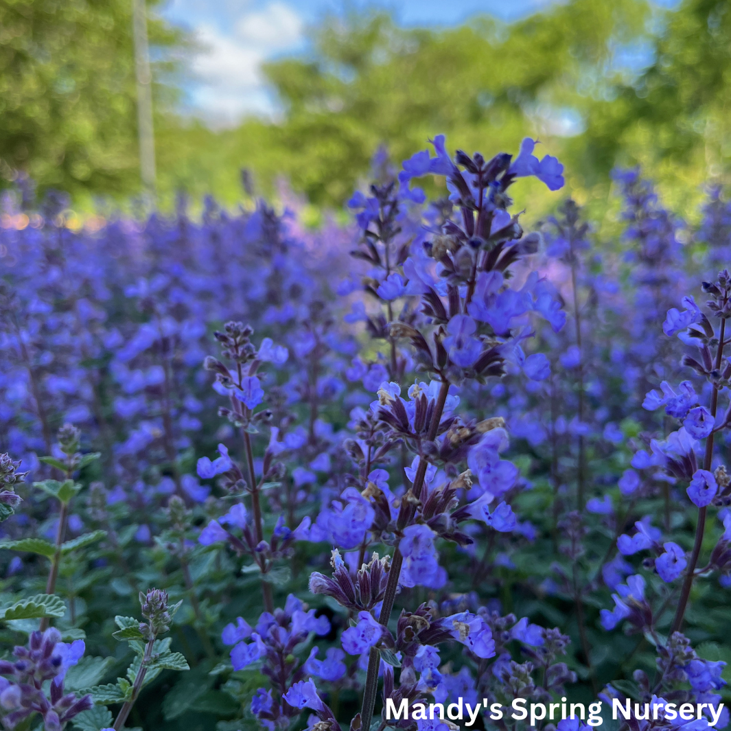 Purrsian Blue Catmint | Nepeta faassenii 'Purrsian Blue'