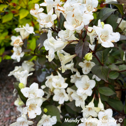 'Wine & Spirits' Weigela