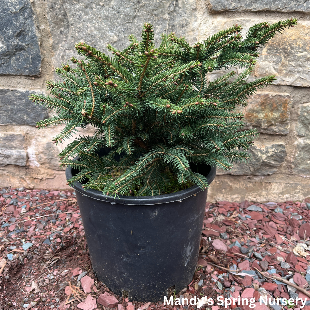 Bird's Nest Spruce | Picea abies