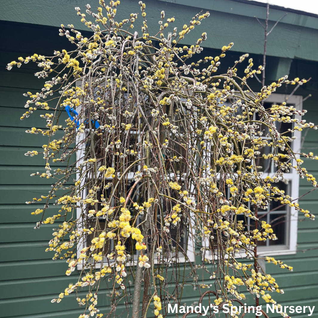 Weeping Pussy Willow | Salix caprea 'Pendula'