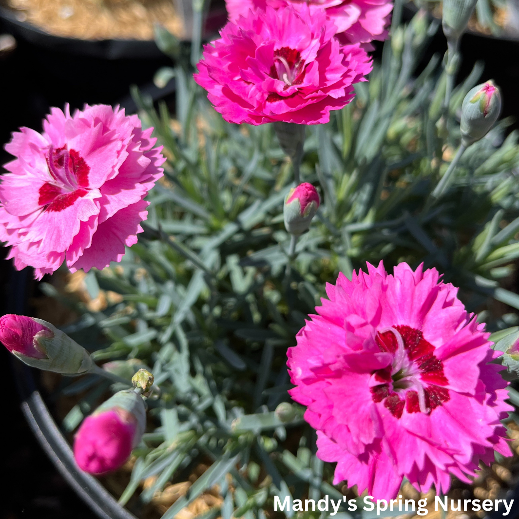 'Cute as a Button' Dianthus