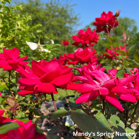 Red Double Knock Out Rose | Rosa