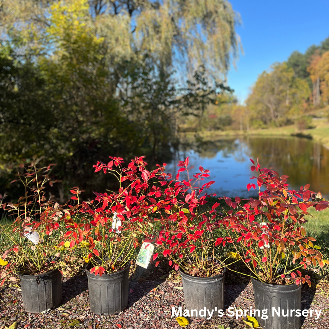 Northland Blueberry | Vaccinium 'Northland'