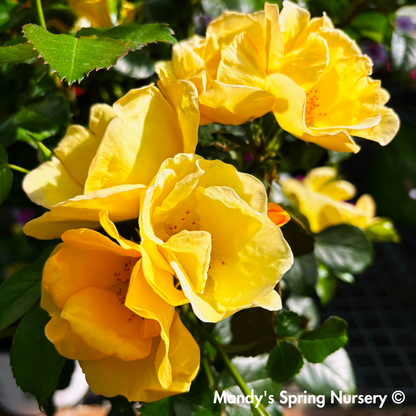 Easy Bee-zy Knock Out Rose Tree-Form | Rosa