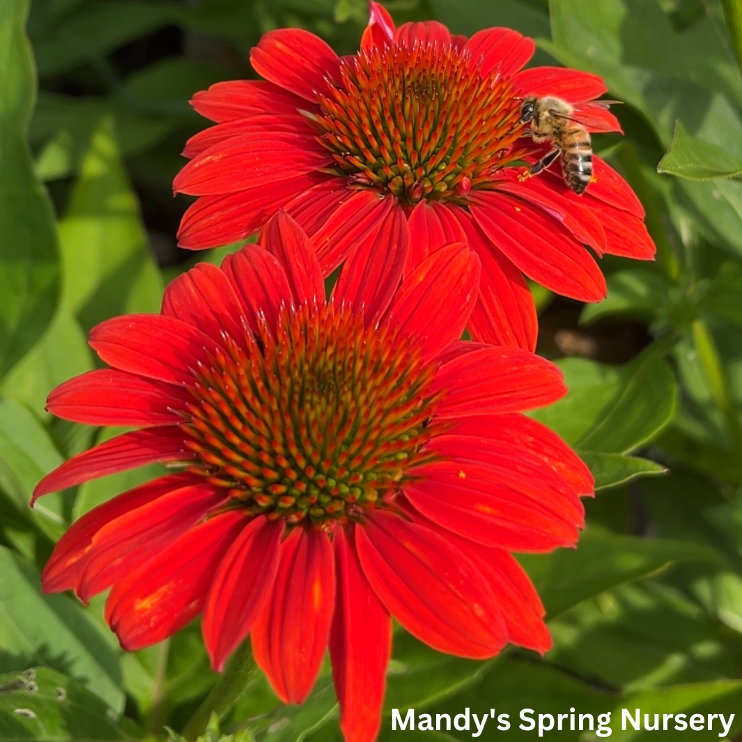 'Sombrero® Fiesta Orange' Coneflower | Echinacea