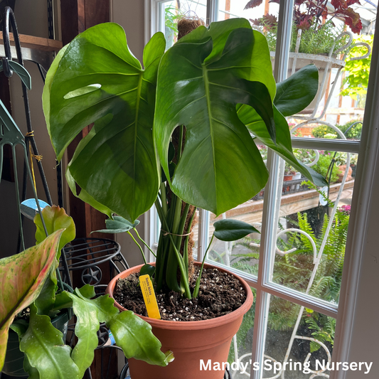 Monstera deliciosa