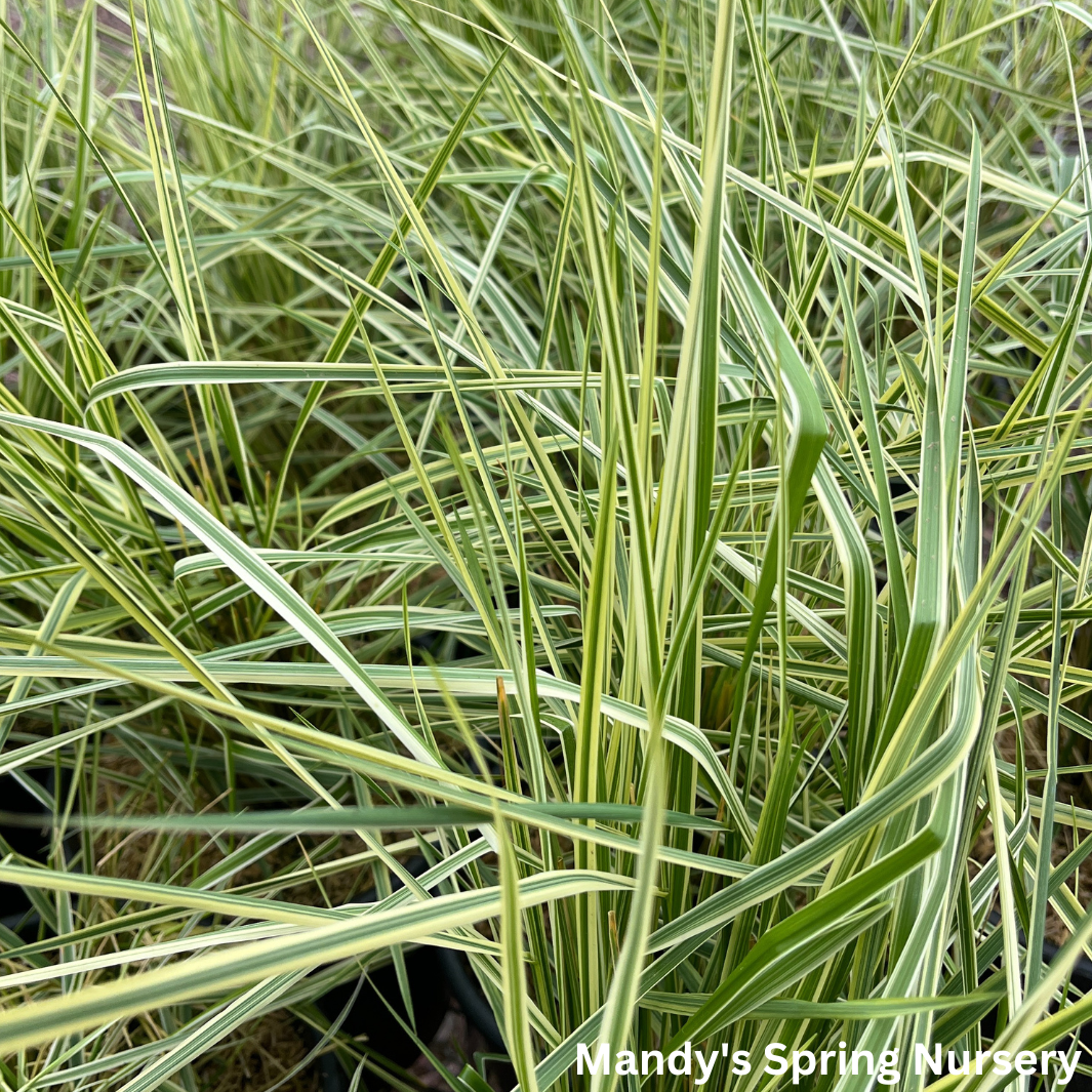 'Overdam' Variegated Feather Reed Grass | Calamagrostis acutiflora 'Overdam'