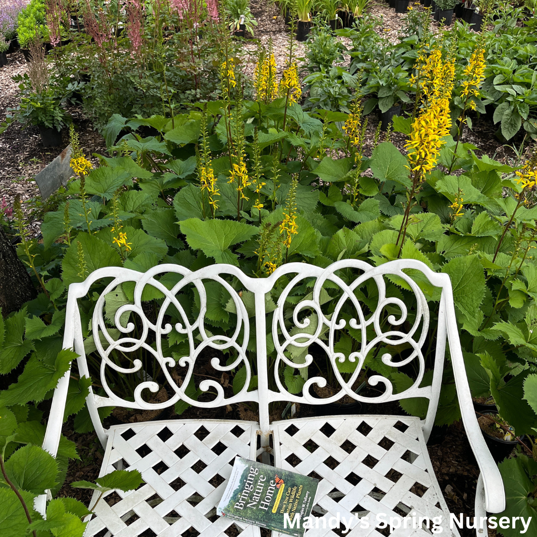 The Rocket Golden Ray | Ligularia stenocephala