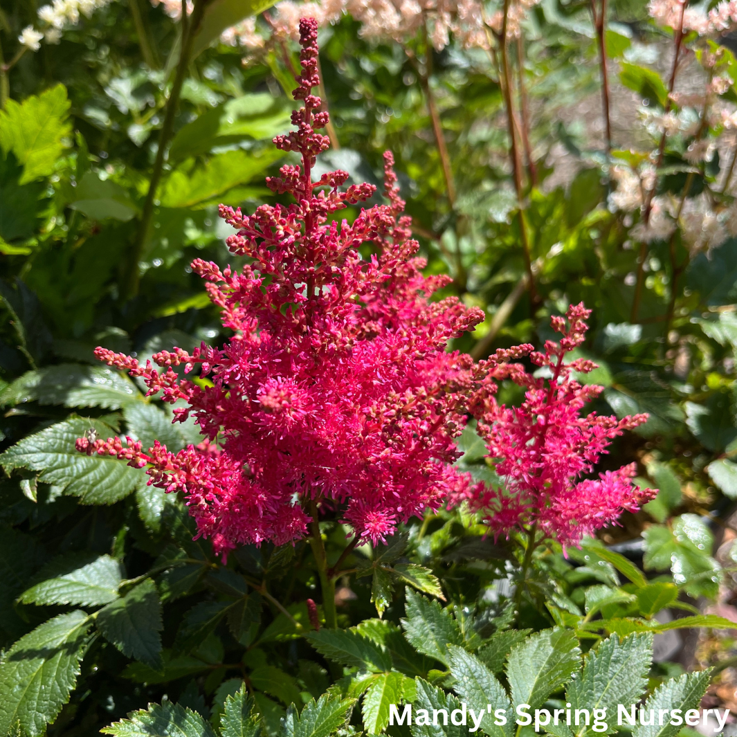 Music™ Drum & Bass Astilbe | Astilbe chinensis