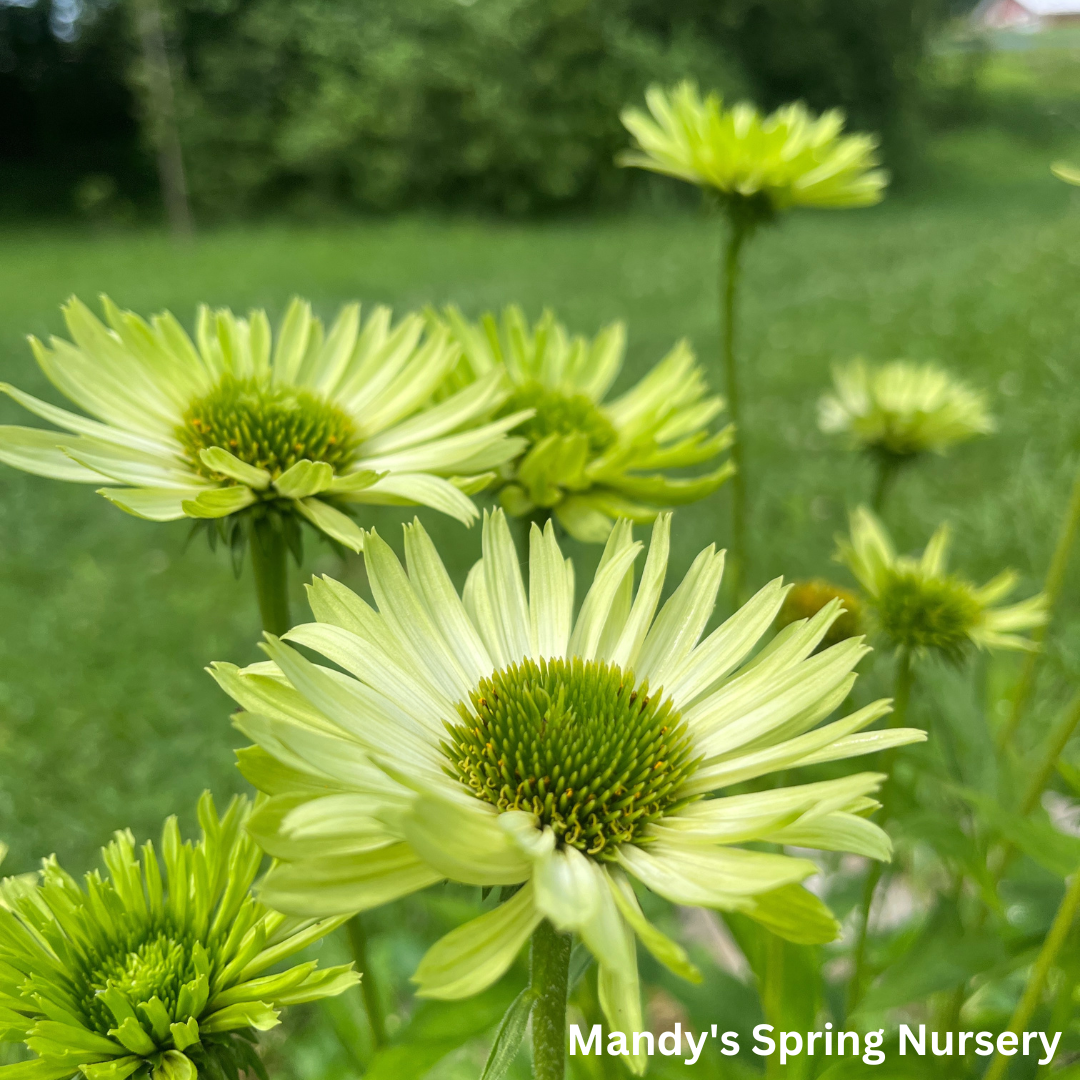 Green Jewel Coneflower | Echinacea purpurea