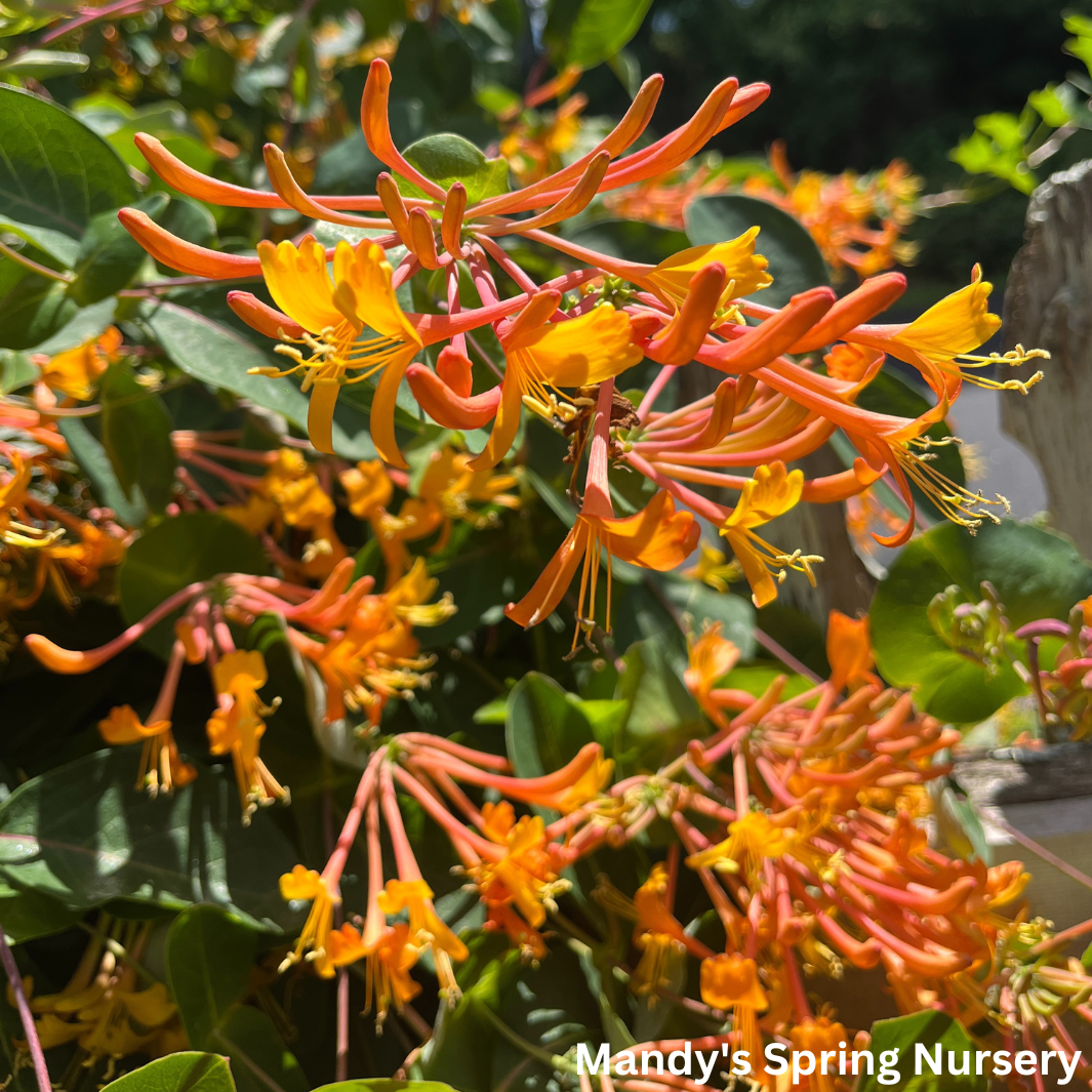 Mandarin Honeysuckle | Lonicera