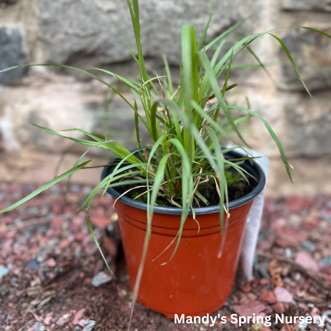 Annual Purple Fountain Grass | Pennisetum setaceum ‘Rubrum’