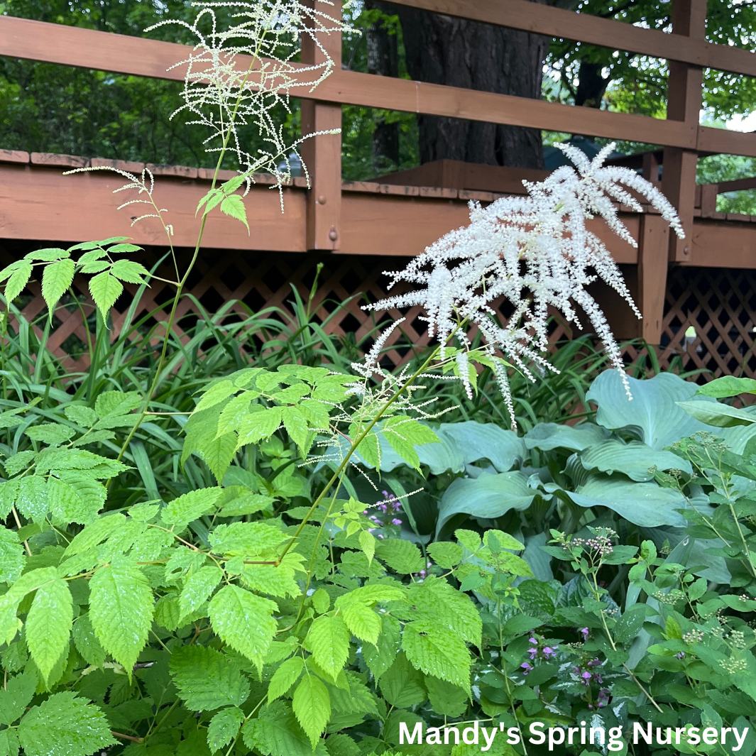 Goat's Beard | Aruncus dioicus