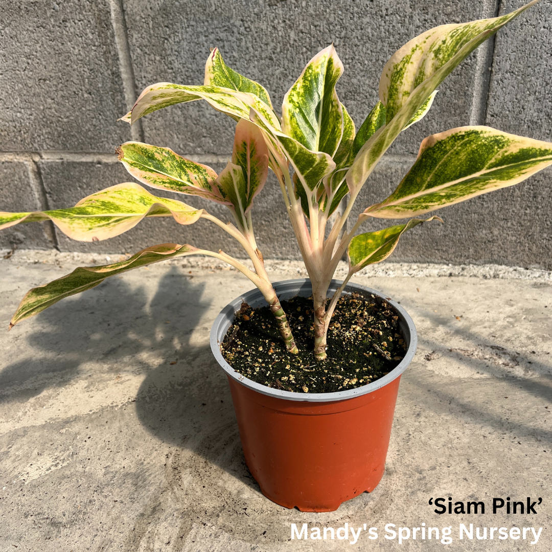 'Lucky Plant' | Aglaonema