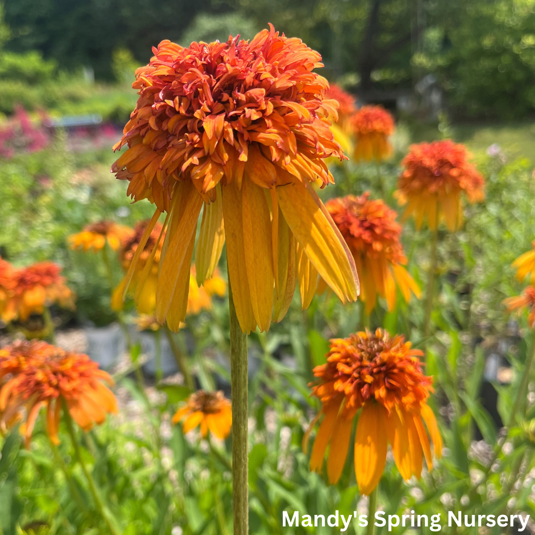 Marmalade Coneflower | Echinacea purpurea