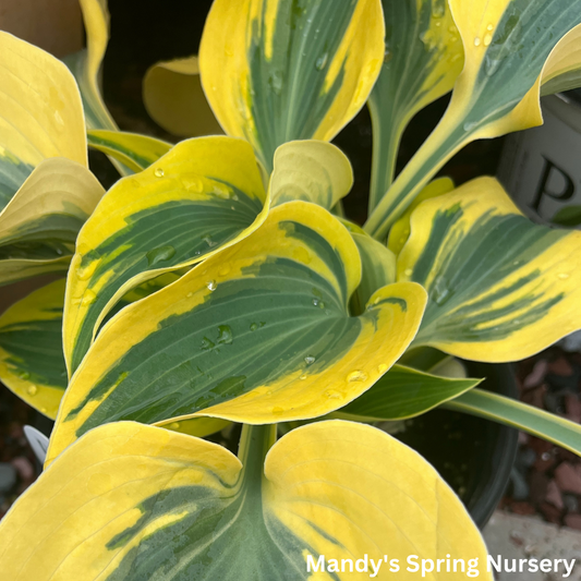 Autumn Frost Hosta | Hosta 'Autumn Frost'