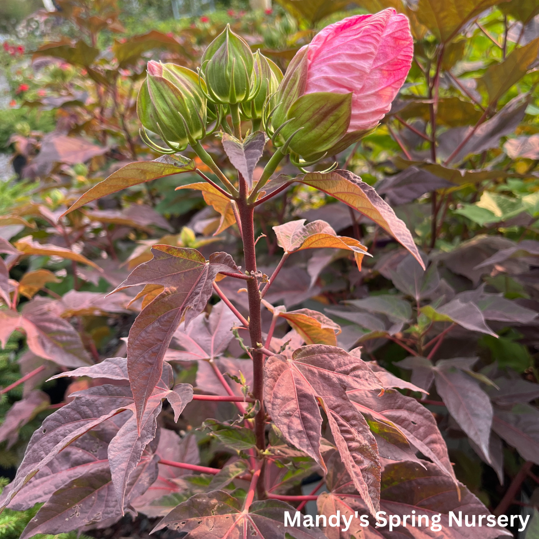 'Perfect Storm' Hibiscus | Rose Mallow