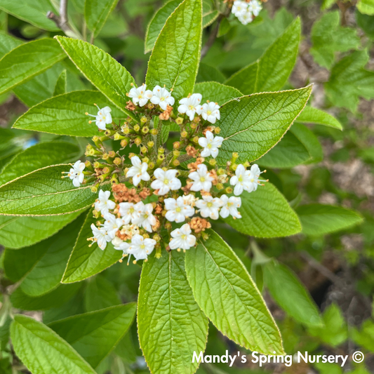 Mohican Viburnum Tree-Form | Viburnum lantana 'Mohican'