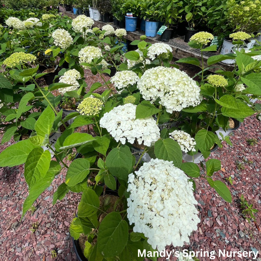 Incrediball Smooth Hydrangea | Hydrangea arborescens