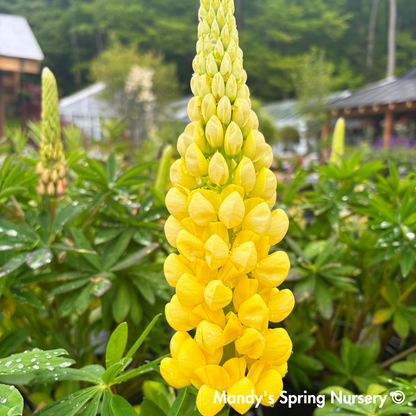 Westcountry™ 'Desert Sun' Lupine | Lupinus polyphyllus