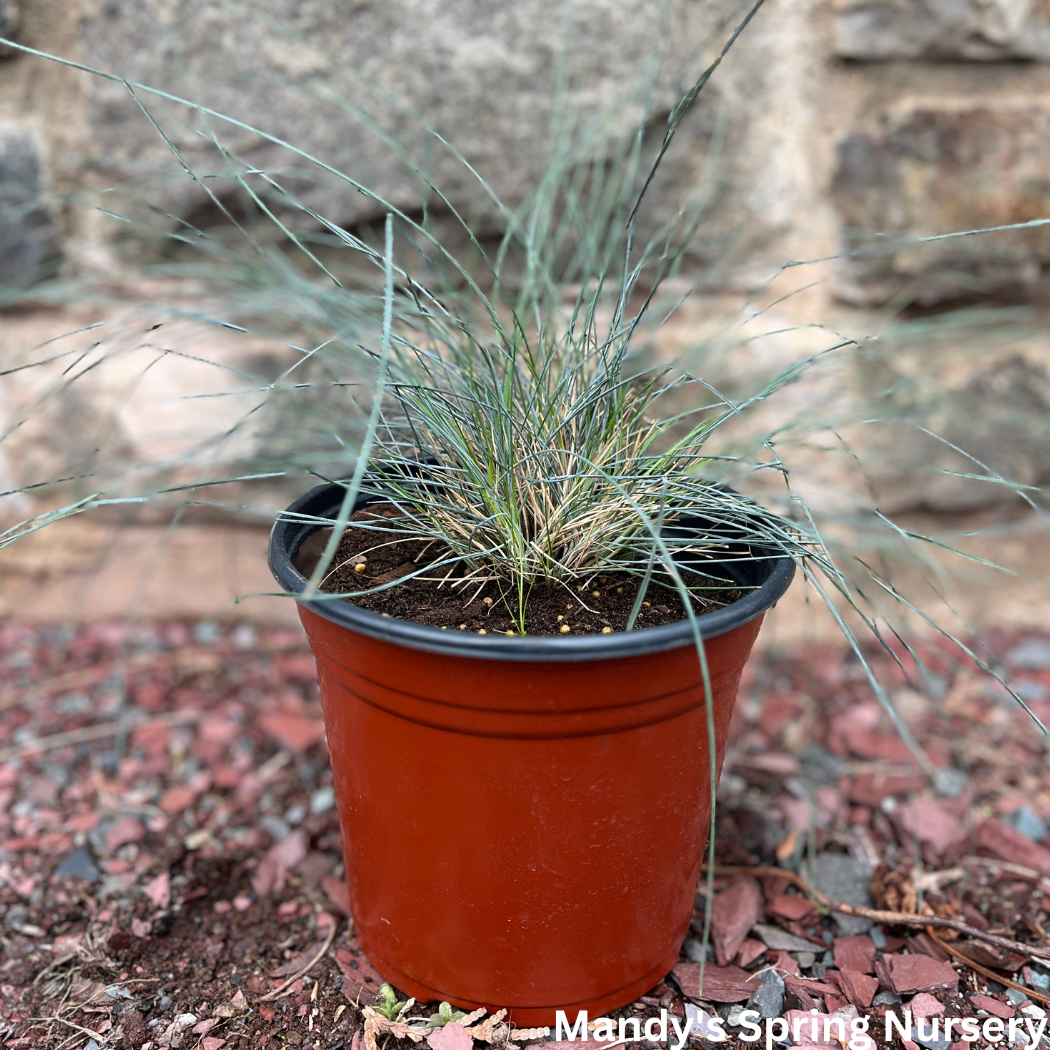 Elijah Blue Fescue Grass | Festuca glauca