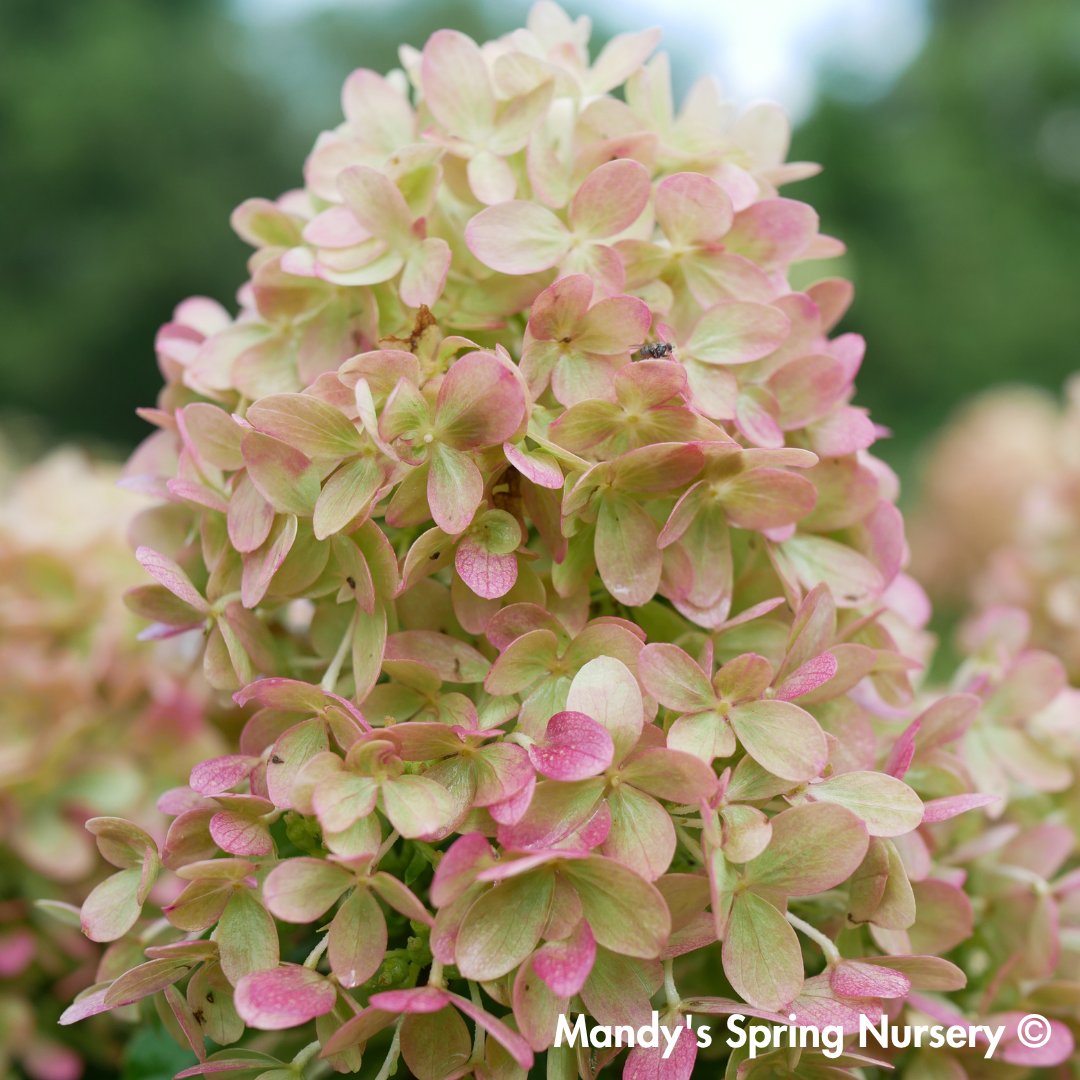 Little Lime Hydrangea | Hydrangea paniculata