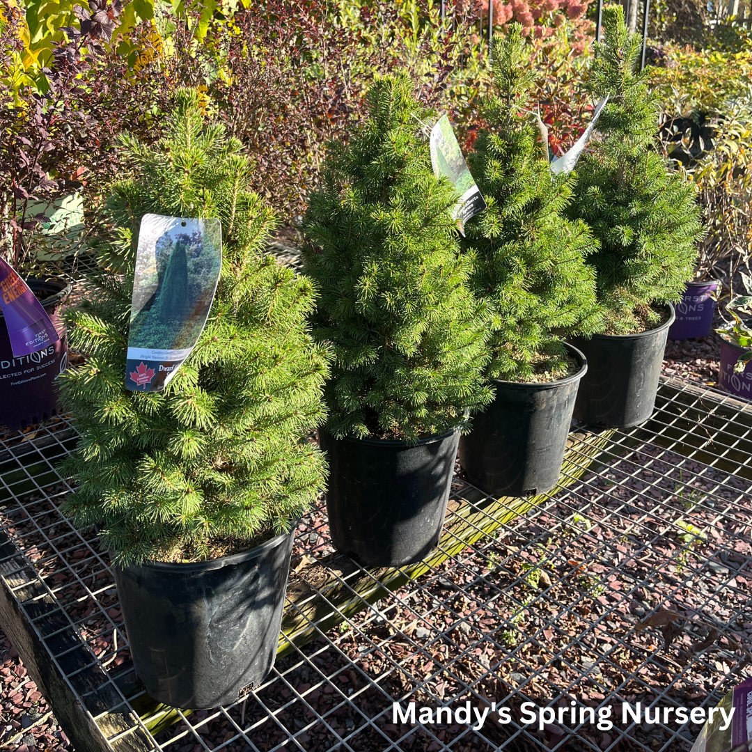 Dwarf Alberta Spruce | Picea glauca 'Conica'