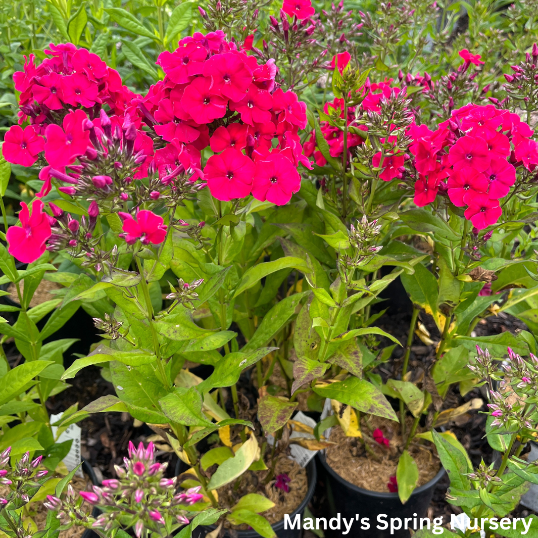 Red Riding Hood' Garden Phlox | Phlox paniculata