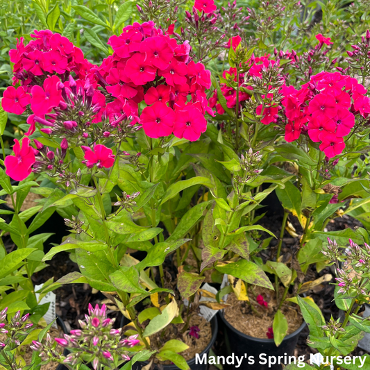 Red Riding Hood' Garden Phlox | Phlox paniculata