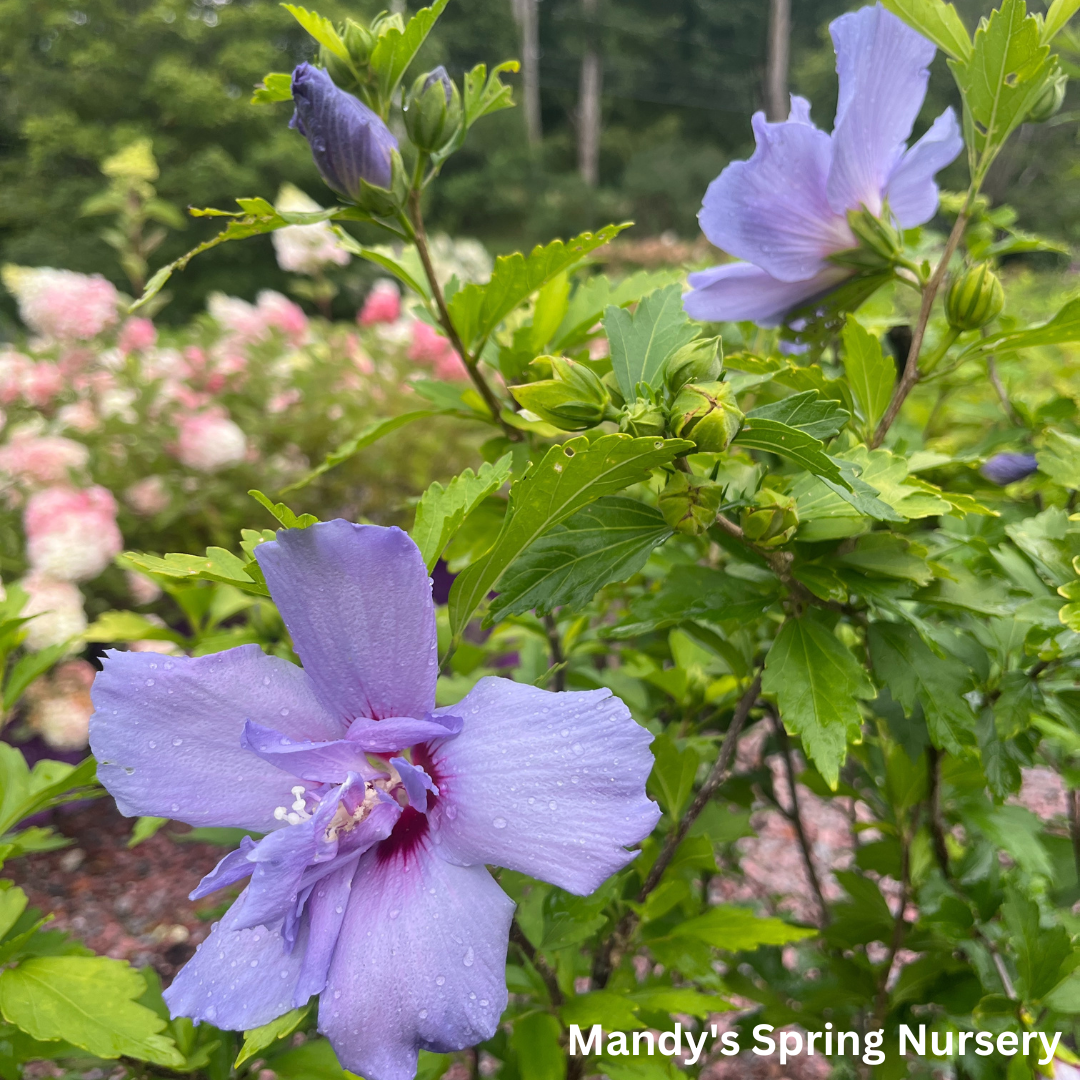 Blue Chiffon Rose of Sharon | Hibiscus syriacus