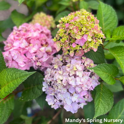 BloomStruck Reblooming Bigleaf Endless Summer® Hydrangea | Hydrangea macrophylla
