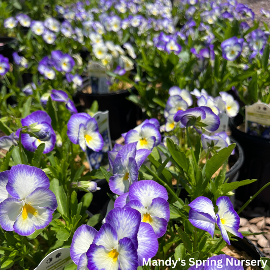 'Halo Lilac' Violet | Viola cornuta 'Halo Lilac'