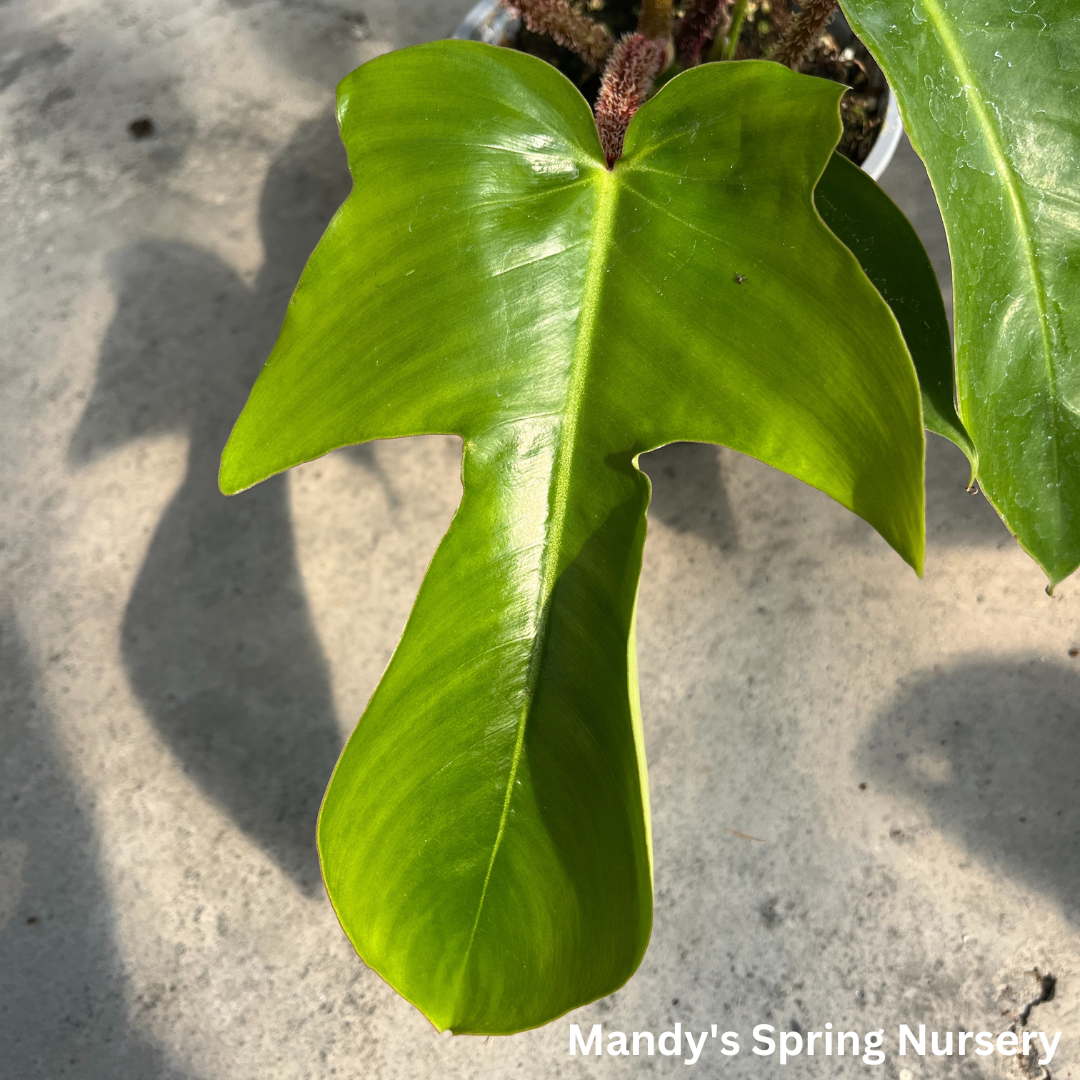 Philodendron squamiferum