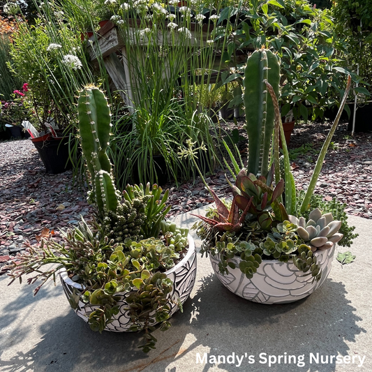 Succulents Decorative Bowl