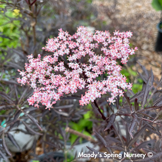 Black Lace Elderberry | Sambucus nigra