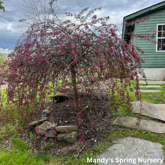 Weeping Ruby Tears Crabapple | Malus 'Bailears'