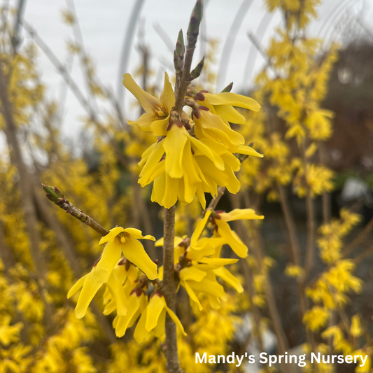 Northern Gold Forsythia | Forsythia