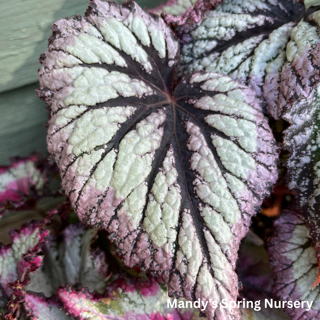 'Painted Leaf' Begonia - Rex begonia