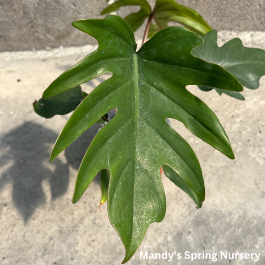 Philodendron 'Mayoi'