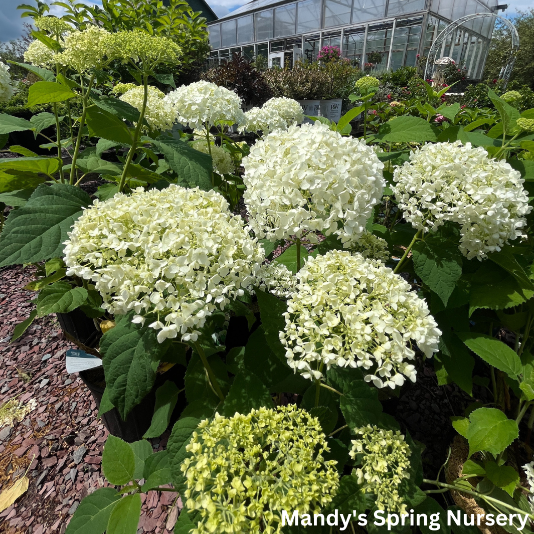 Annabelle Smooth Hydrangea | Hydrangea arborescens