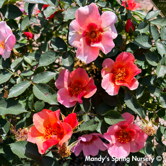 'Ringo All Star' Rose | Rosa