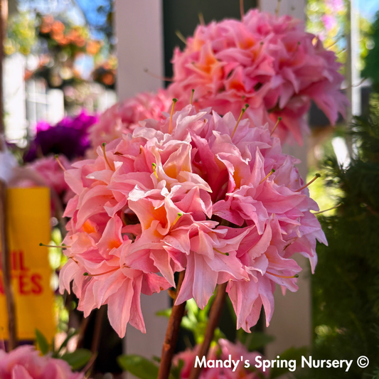 Electric Lights™ Double Pink Azalea | Rhododendron 'UMNAZ 493'