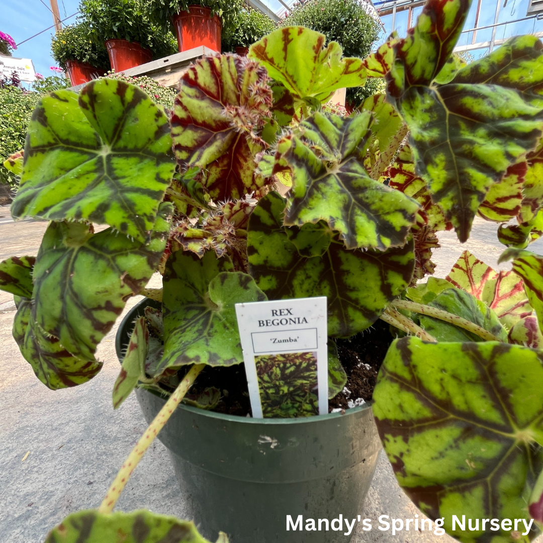 'Painted Leaf' Begonia - Rex begonia