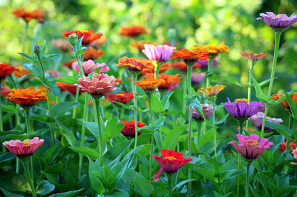 Flower Cutting Garden Box - Mixed Zinnia