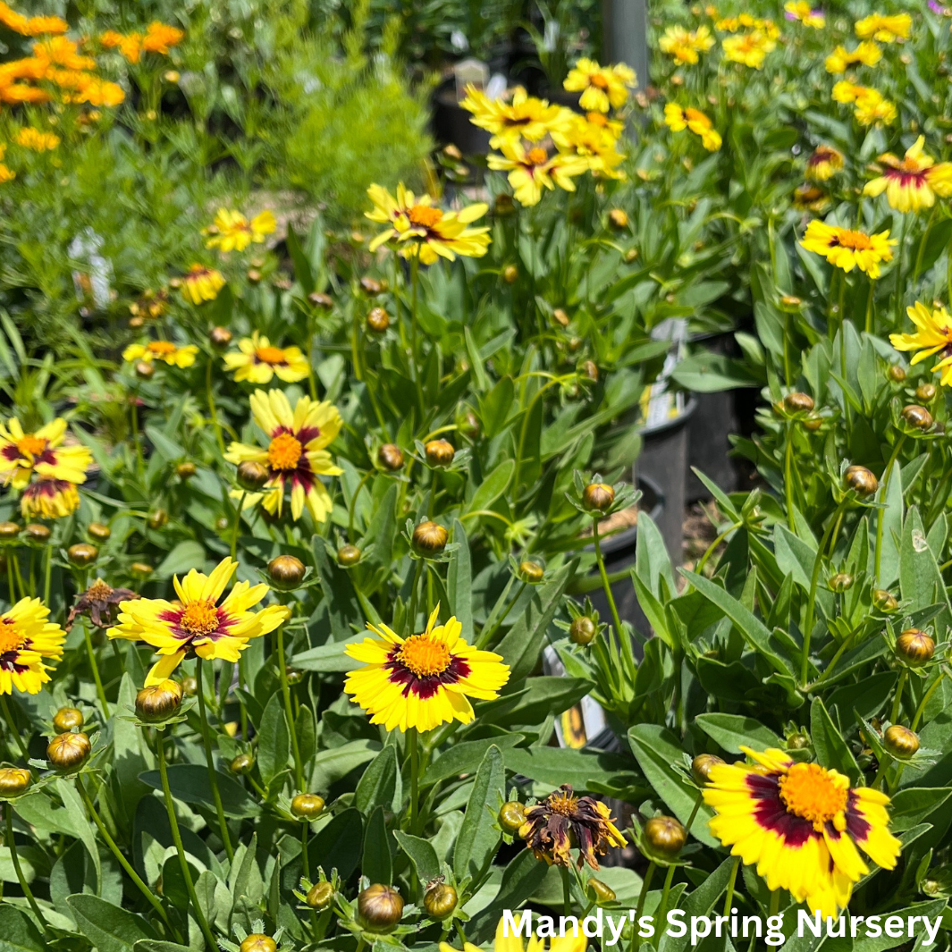 Uptick™ Yellow & Red Tickseed | Coreopsis hybrid