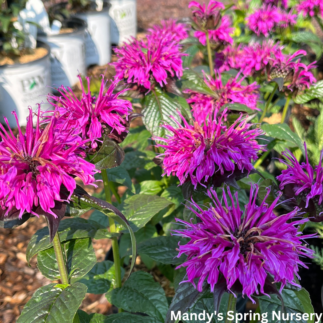 'Electric Neon Purple' Bee Balm | Monarda