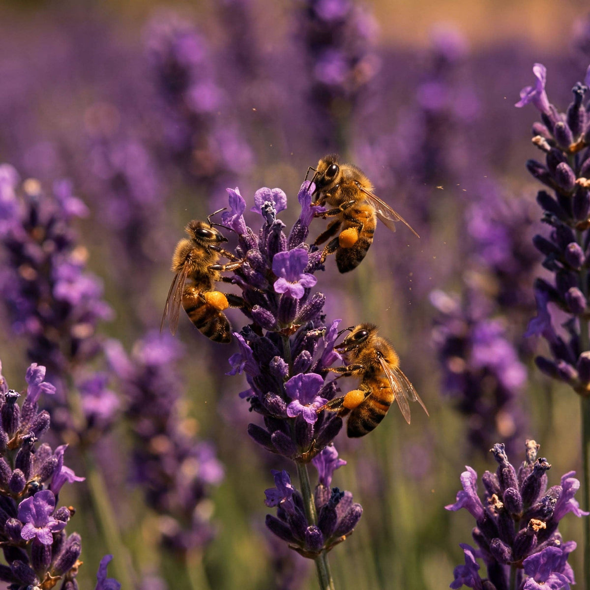 Lavender Honey Candy
