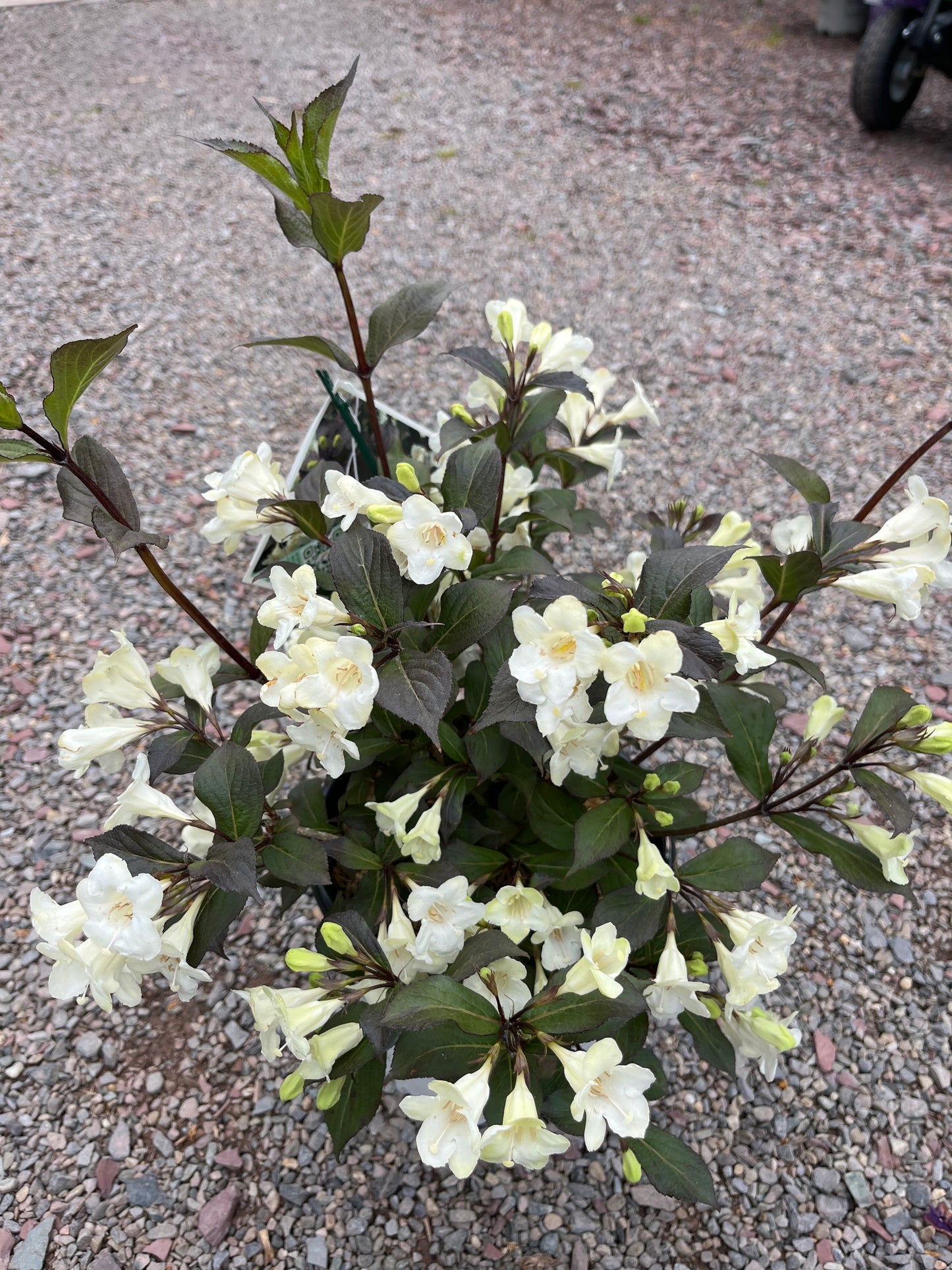 'Wine & Spirits' Weigela