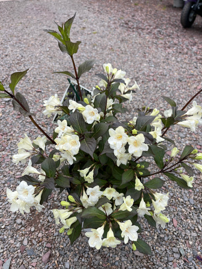 'Wine & Spirits' Weigela